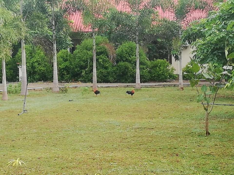 Hotel Tree Garden Wilpaththu Nochchiyagma Anuradhapura Nochchiyagama Exteriér fotografie
